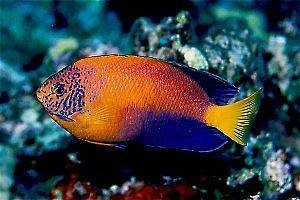 interrupta angelfish centropyge interruptus