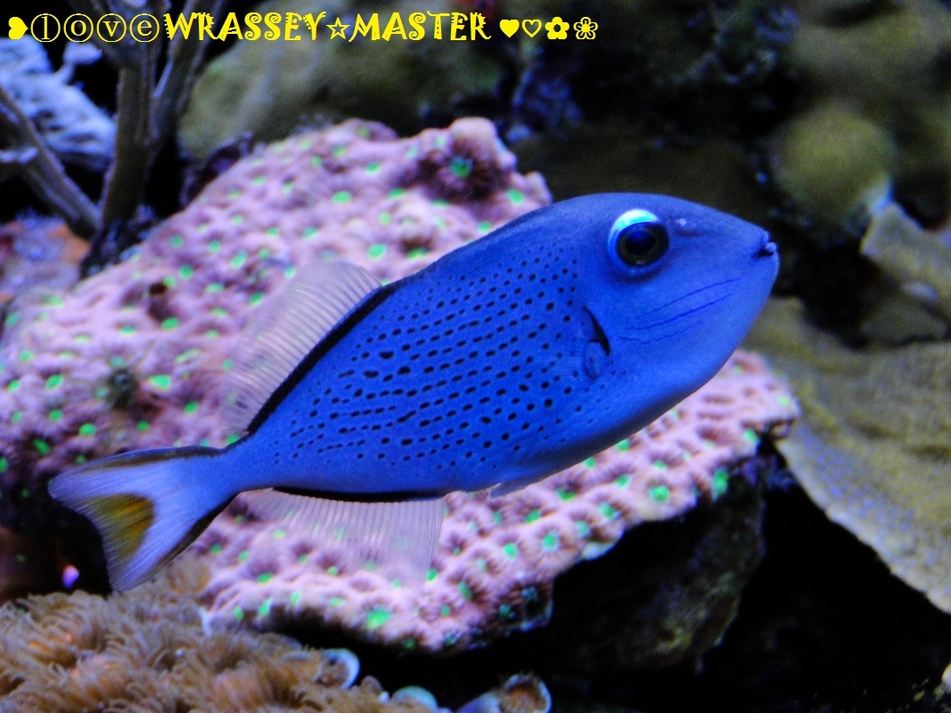 sargassum triggerfish or red