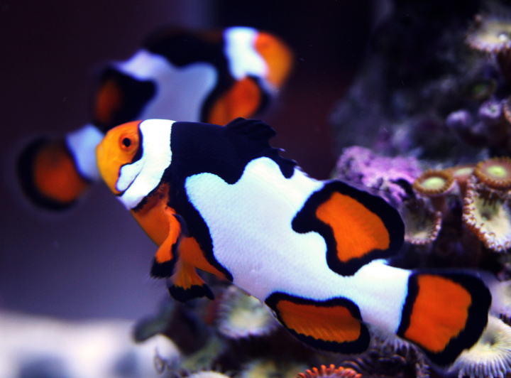 Snowflake clownfish General Reefkeeping_ Singapore