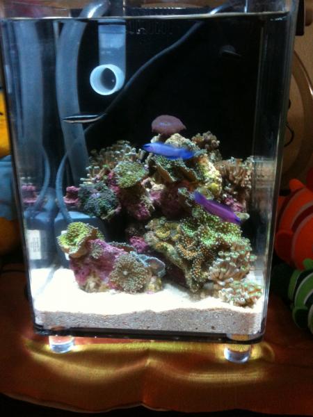 Pseudochromis Sankeyi