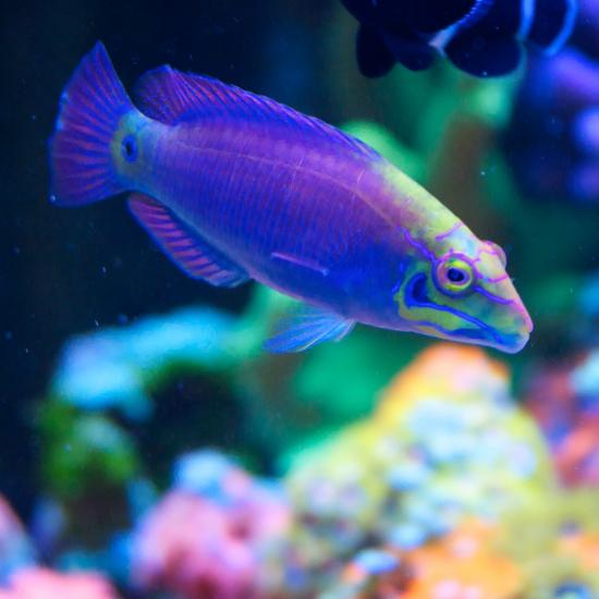 totq-2013-1-40.jpg