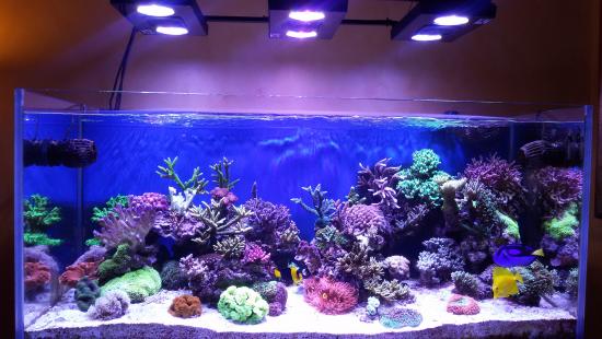 my 4ft tank from