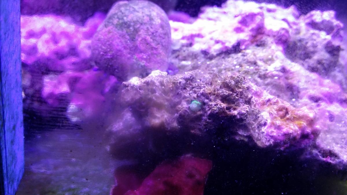Torch coral asexual reproduction General Reefkeeping_ Singapore