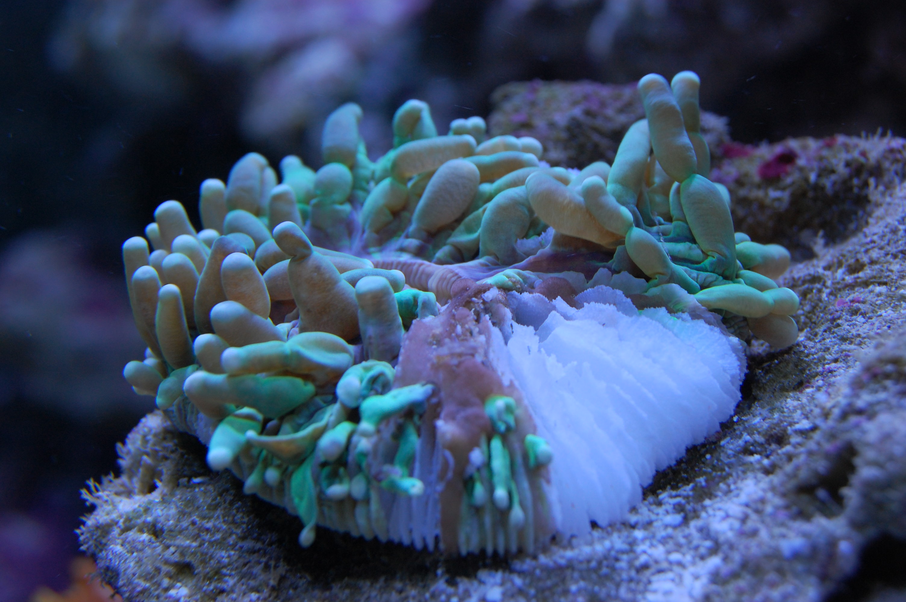plate coral is dying