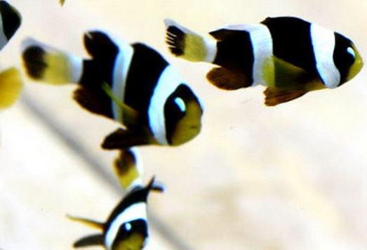 eyebrow clownfish