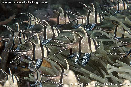 banggai cardinalfish