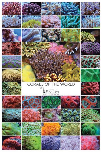 iwarna s content page