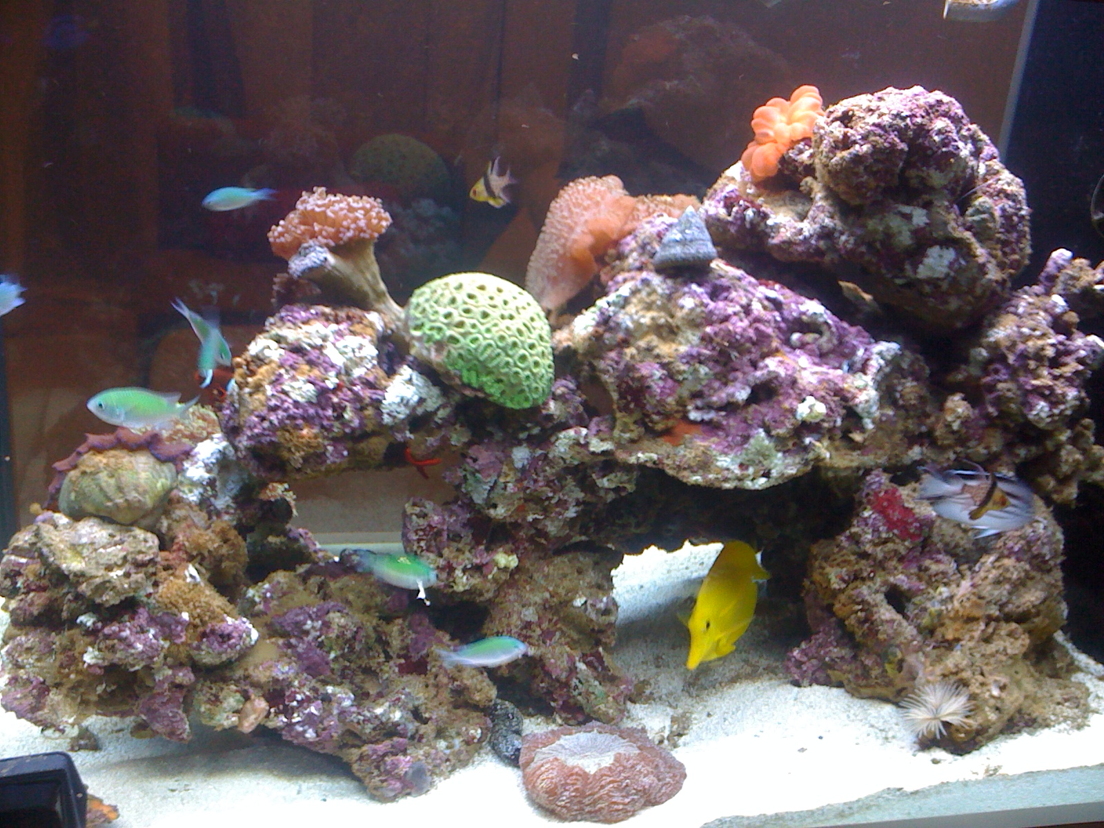 Longfin Banner Fish General Reefkeeping Singapore Reef Club