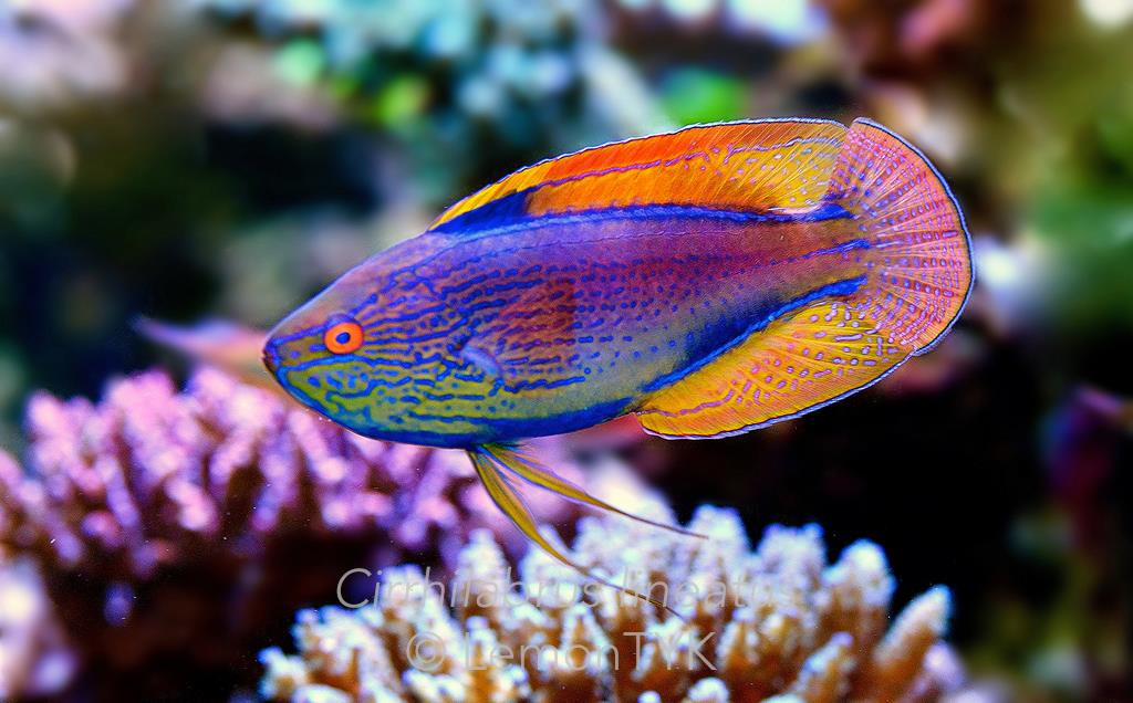Cirrhilabrus Lineatus Weekly Fish highlight Singapore