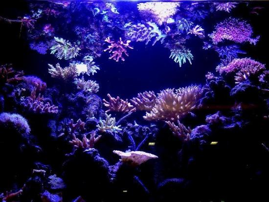 which led lightest will