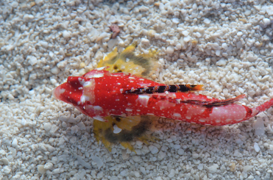 ruby red dragonets how