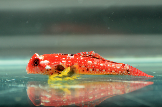 ruby red dragonets how