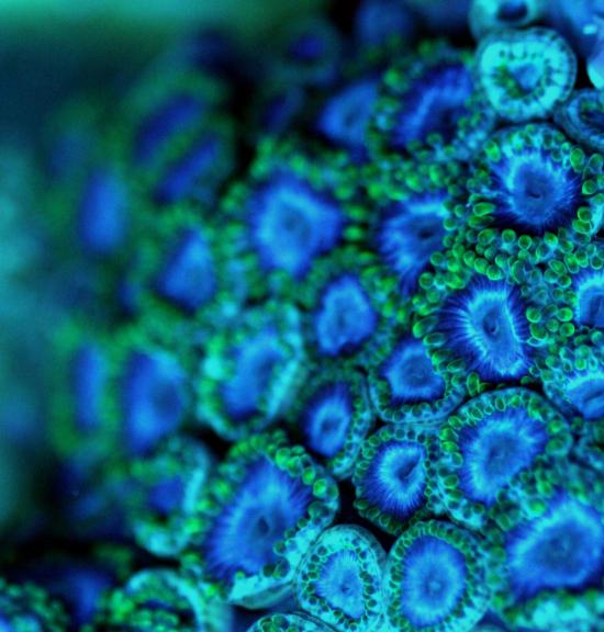 Fantasy Christmas SPS / Zoas Sales - Sell off/Pasar Malam Shop
