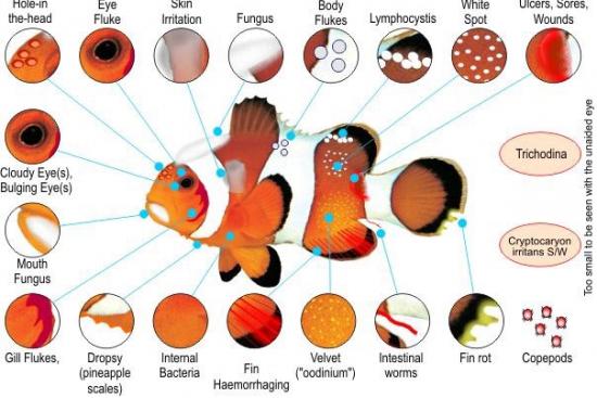help ID disease of dead clownfish Disease treatment