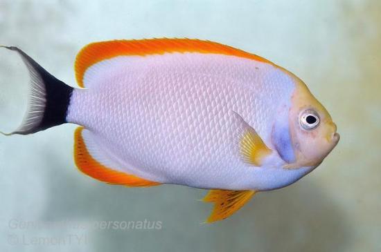 genicanthus personatus centropyge debelius