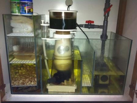 sump tank algae setup issues help marine sgreefclub compartment 1st developed mentioned 2months rocks lots taken display brown glass screen