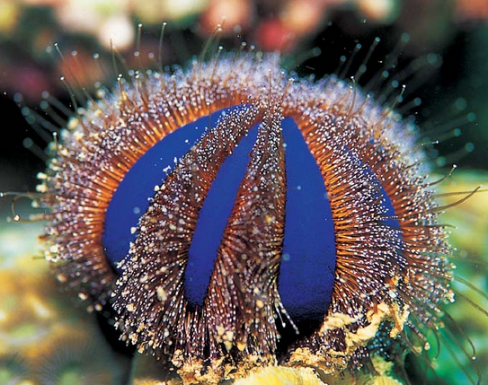 blue tuxedo sea urchin