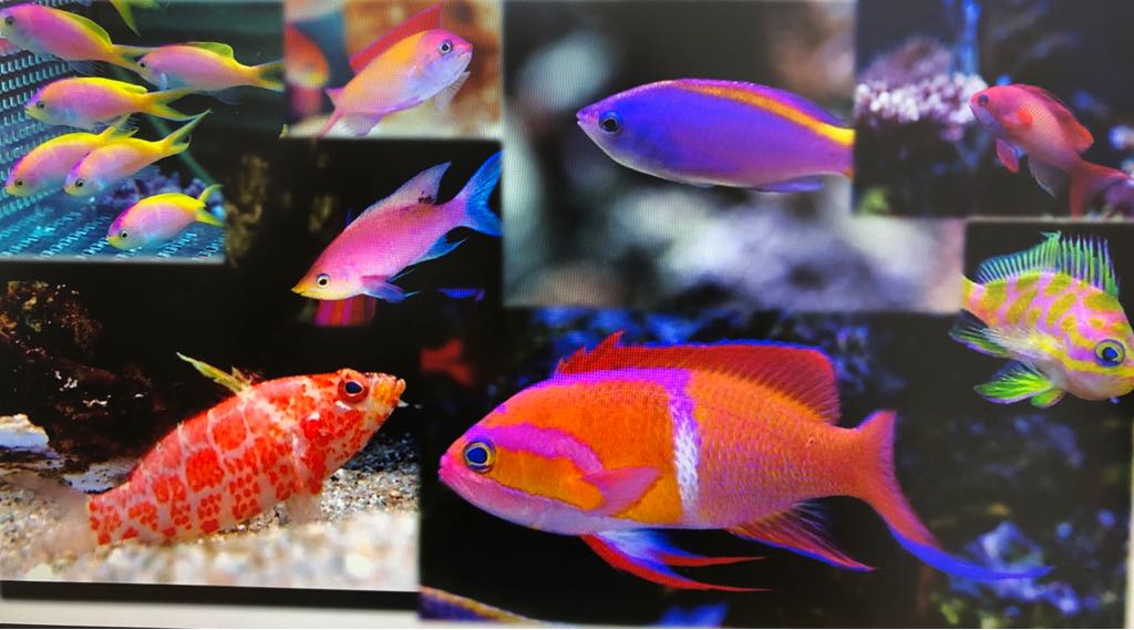 weekly update 5th to 11th march 2018 weekly lfs stocks report