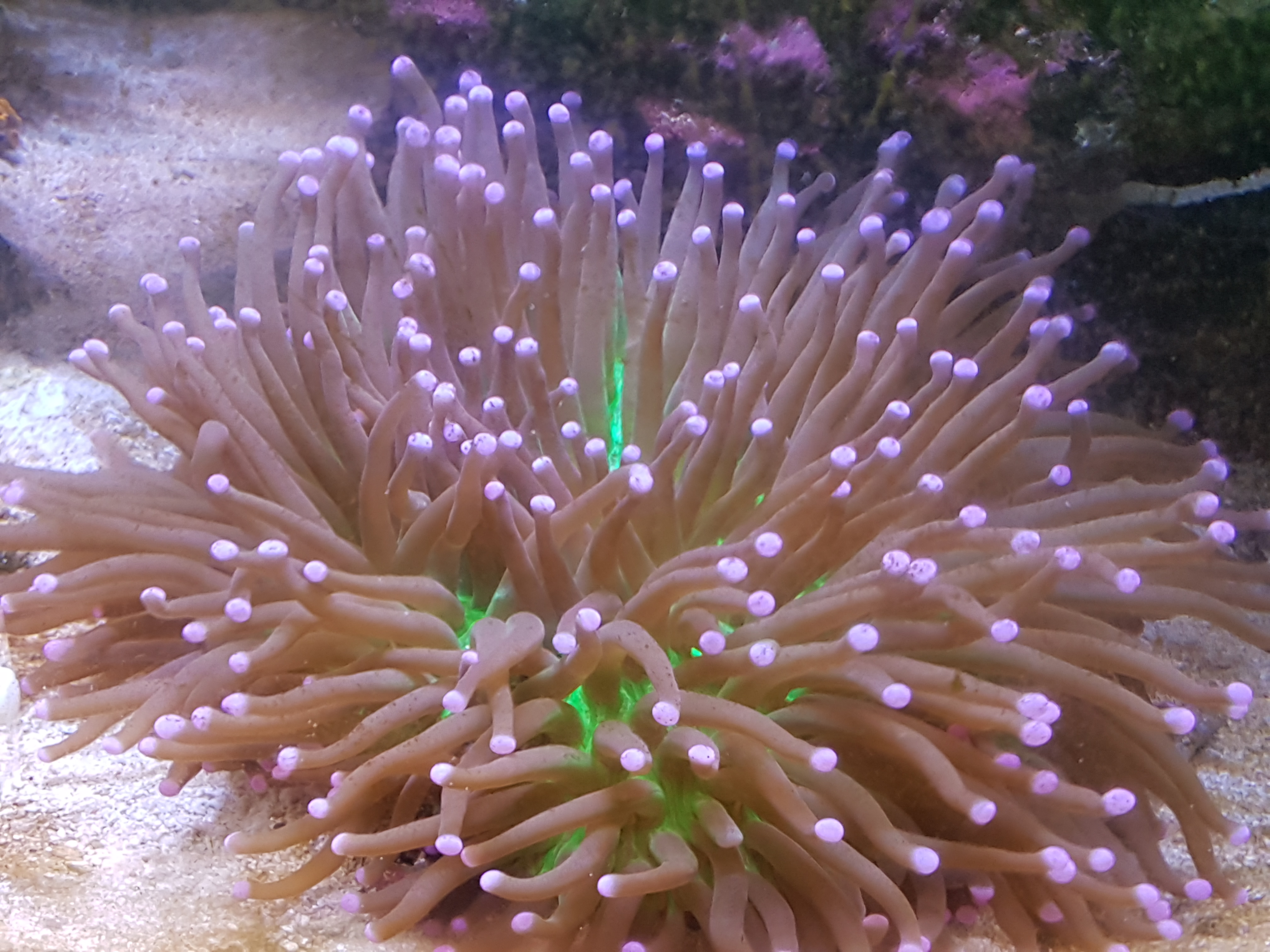 purple tip long tentacle
