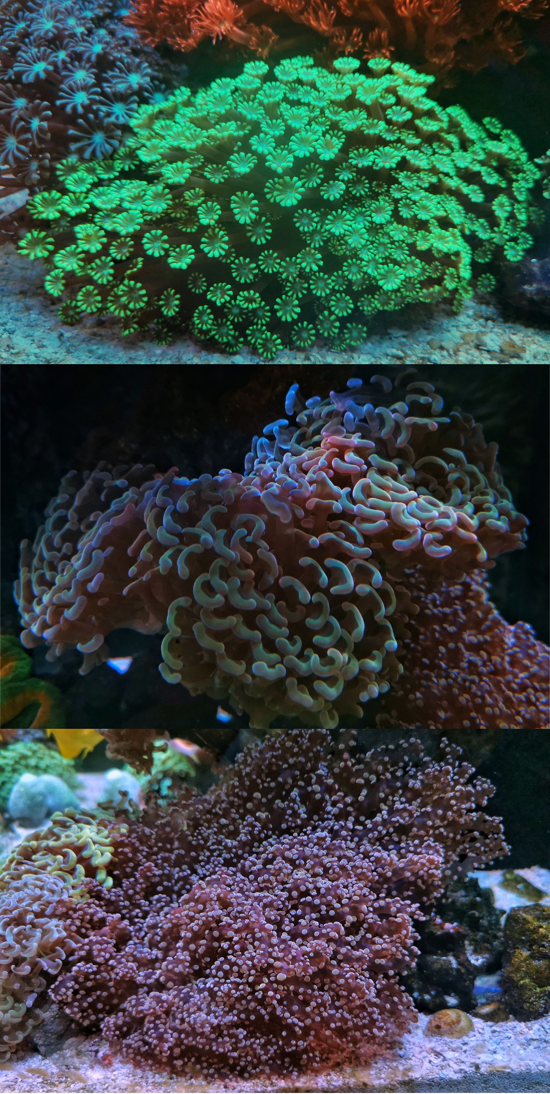 Selling LPS corals - Sell off/Pasar Malam Shop - Singapore