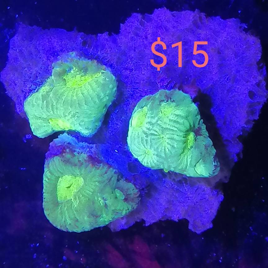 Cheap corals Sell off/Pasar Malam Shop Singapore Reef Club