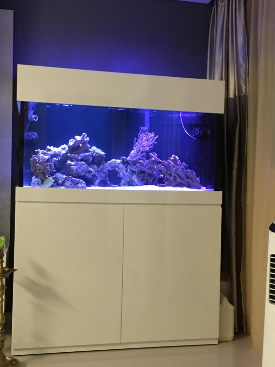 WTS 4 x 2 x 2 Feet Marine Aquarium Fish Tank - Sell off/Pasar Malam