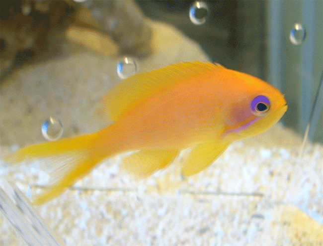 Blue Eyed Anthias