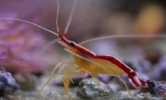 Cleaner Shrimp - Lysmata amboinensis