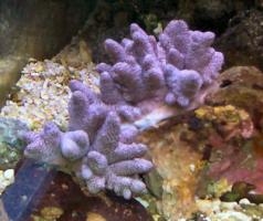 Acropora tenuis - Acropora tenuis - Small Polyped Stony Corals ...