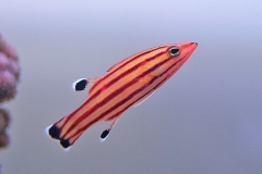 Swissguard / Peppermint Basslet ( Liopropoma Rubre)