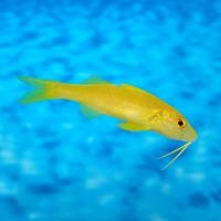 Yellow Goatfish ( Parupeneus cyclostomus )