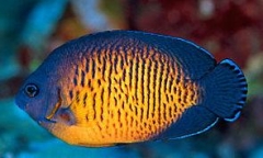 Marine Angelfish