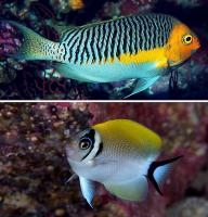 Swallowtail Angelfish (Genicanthus)