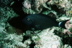 SurgeonFish ( Tangs )