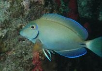 Acanthurus bahianus 