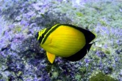 Chaetodon melapterus