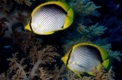 Chaetodon melannotus 