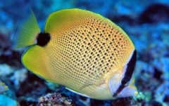 Chaetodon miliaris 