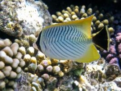 Chaetodon trifascialis 