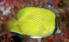 Chaetodon citrinellus 