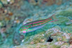 Thalassoma quinquevittatum