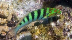 Thalassoma hardwicke