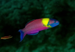 Thalassoma lucasanum