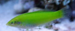 Halichoeres chloropterus