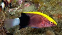 Bodianus albotaeniatus (Juv)