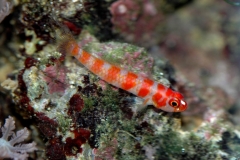 Red Striped Goby  (Trimma cana) 