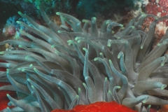 Condylactis Anemone ( Condylactis gigantea )