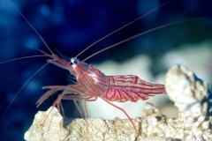 peppermint Shrimp (Lysmata wurdemanni complex) 