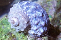 Turbo Snail (Turbo fluctuosa) 