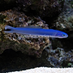 Microdesmidae